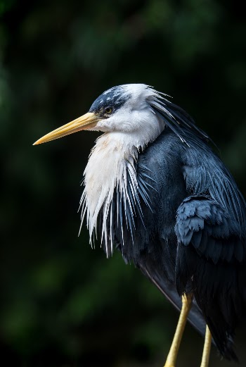 Feathered finery. Pied herons or egrets have some flamboyant feathers, with contrasting white and steely blue. Photographed at Birdworld, Kuranda, Australia.