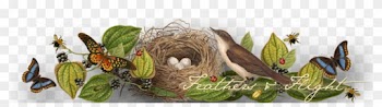 Feathers And Flight Blog Sub Header Photo Feathers - Babies By Sabrina Orah Mark