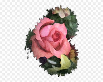 February's - Hybrid Tea Rose