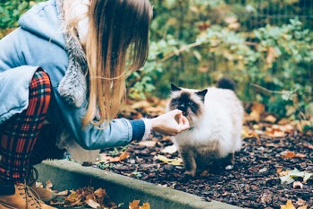 Feeding a cat with a treat