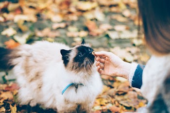 Feeding a cat with a treat 2