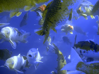 Feeding_Frenzy_V.JPG