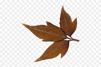 Feeling Extra Swankful Join Us For A Powerful - Maple Leaf