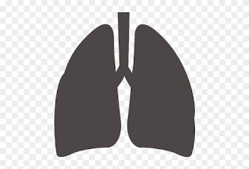 Feibu, Lungs, Medical Icon - Lungs Icon Png