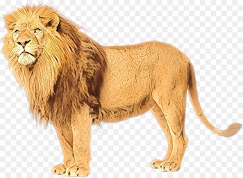 Felidae, East African Lion, White Lion, Lion, Vertebrate PNG