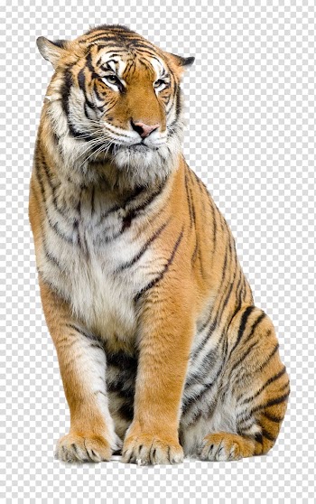 Felidae Lion Sumatran tiger , animal brush transparent background PNG clipart