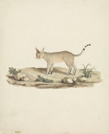 Felis caligata (Booted Lynx) | Free Photo - rawpixel