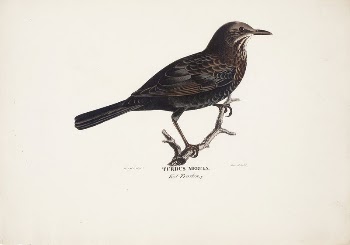 Female blackbird, 1828 - 1838, | Free Photo - rawpixel