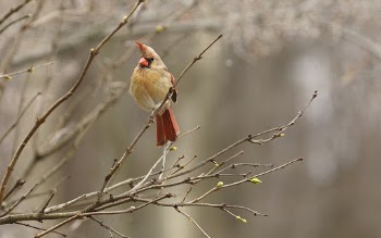 Female Cardinal