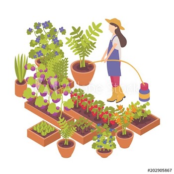 Female cartoon character watering berry and vegetable plants growing in pots and planters isolated on white background