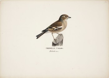 Female chaffinch, 1828 - 1838, | Free Photo - rawpixel