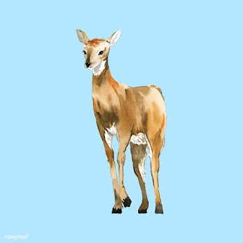 Female deer painted by watercolor vector | Free stock vector - 489525