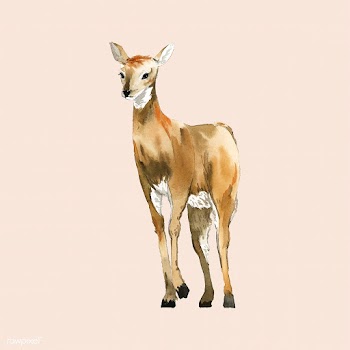 Female deer painted by watercolor vector | Free stock vector - 489559