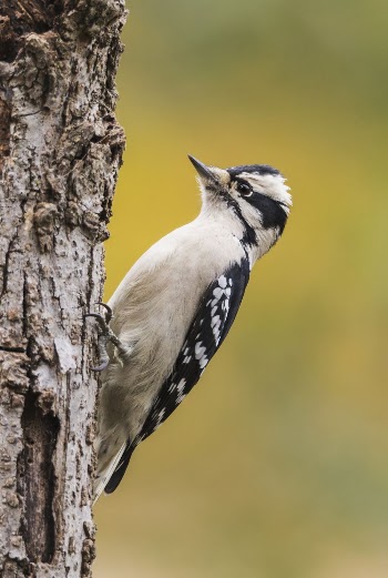 Female downy woodpecker bird. Free | Free Photo - rawpixel