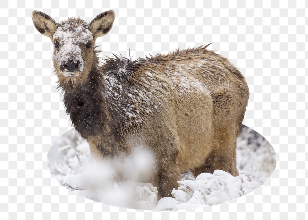 Female elk png badge sticker, | Free PNG - rawpixel