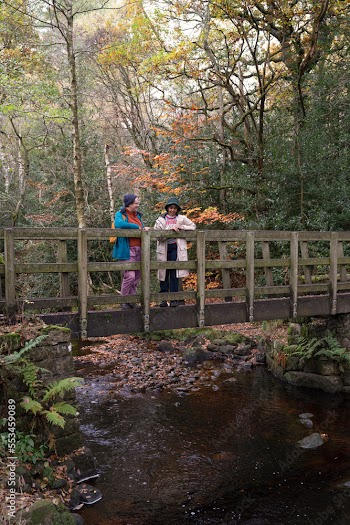Female friends standing on bridge in forest