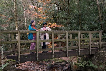 Female friends standing on bridge in forest