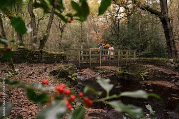 Female friends standing on bridge in forest