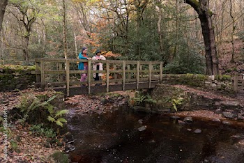 Female friends standing on bridge in forest