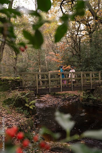 Female friends standing on bridge in forest