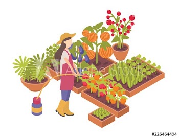 Female gardener or farmer watering crops growing in boxes or planters isolated on white background