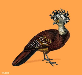 Female great curassow (Hocco roux) illustrate.. | Free stock vector - 467601
