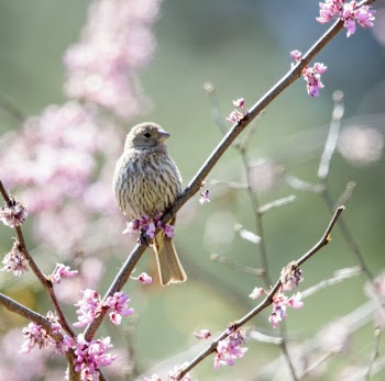 Female house finch. Free public | Free Photo - rawpixel