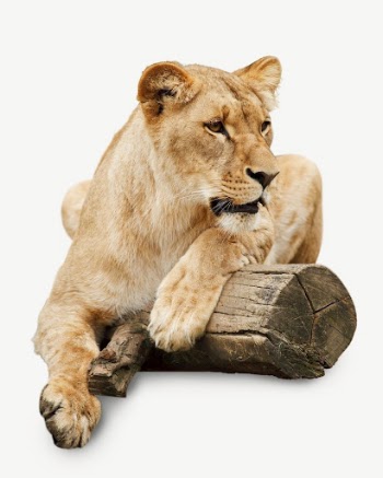 Female lion collage element, isolated | Free PSD - rawpixel