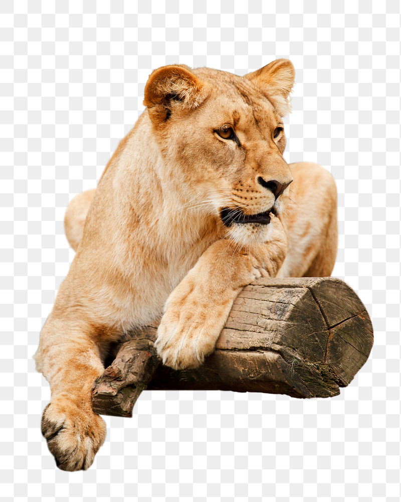 Female lion png sticker, animal | Free PNG - rawpixel