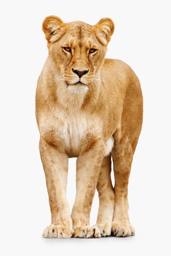 Female lion sticker, animal design | Free PSD - rawpixel