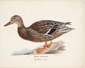 Female mallard, 1828 - 1838, | Free Photo - rawpixel