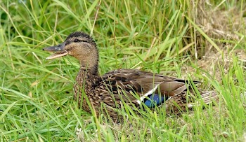 Female Mallard Duck in Green Grass during Daytime