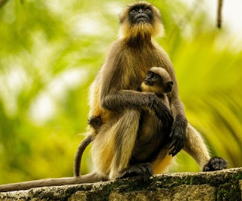 Female Monkey Holding Baby on Grey Concrete Wall