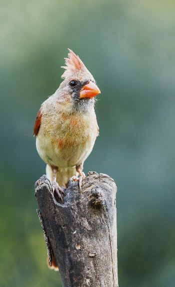 Female Northern cardinal bird. Free | Free Photo - rawpixel