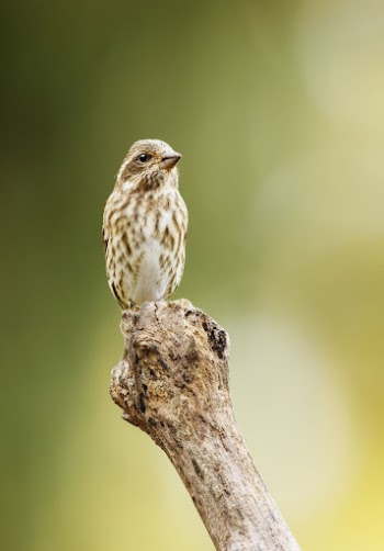 Female purple finch bird. Free | Free Photo - rawpixel