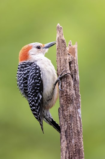 Female red-bellied woodpecker bird. Free | Free Photo - rawpixel