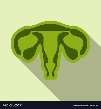 Female reproductive system human anatomy in flat vector image