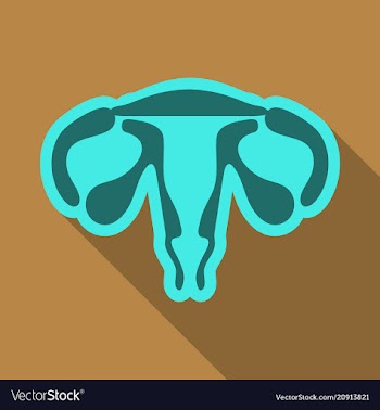 Female reproductive system human anatomy in flat vector image