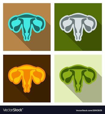 Female reproductive system human anatomy in flat vector image