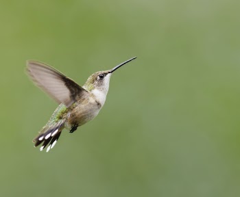 Female ruby-throated hummingbird. Free public | Free Photo - rawpixel