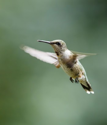 Female ruby-throated hummingbird. Free public | Free Photo - rawpixel