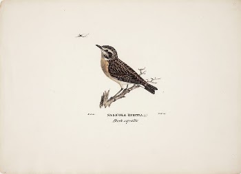 Female whinchat, 1828 - 1838, | Free Photo - rawpixel