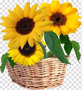 Fence Flower garden , Fence transparent background PNG clipart