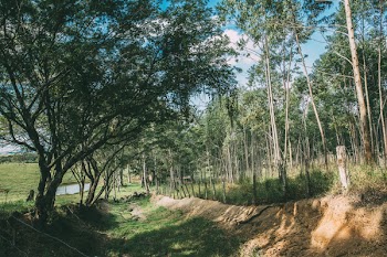 Fence Surrounded by Trees