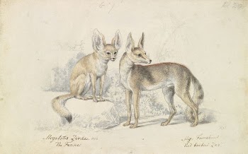 Fennec of Bruce and Red | Free Photo - rawpixel
