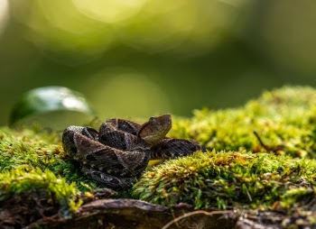 Fer De Lance