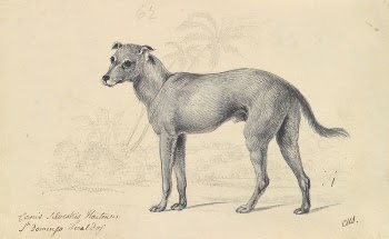 Feral Dog of St. Domingo | Free Photo - rawpixel
