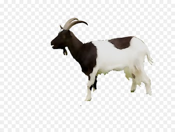 Feral goat Taurine cattle Web search engine Domestic animal -  