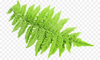 Fern