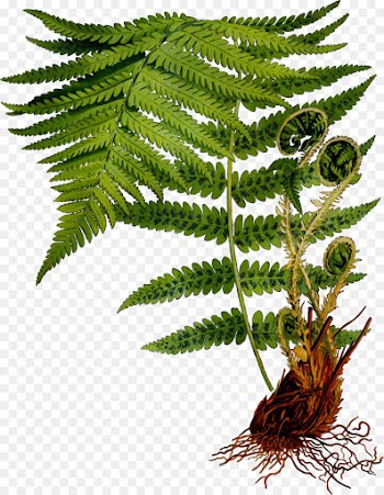 Fern